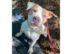 Adopt Guacamole a White Mixed Breed (Large) / Mixed dog in Baltimore