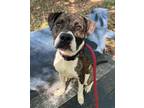 Adopt Tom a Brindle Mixed Breed (Medium) / Mixed dog in Baltimore, MD (41381124)
