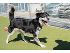 Adopt Tony a Black Australian Shepherd / Husky / Mixed dog in Santa Cruz