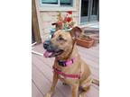 Adopt Missy a Brindle Mixed Breed (Medium) / Mixed Breed (Medium) / Mixed (short