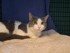 Adopt Siku a Gray or Blue Domestic Shorthair / Domestic Shorthair / Mixed cat in
