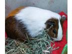 Adopt Roscoe a Guinea Pig small animal in Golden, CO (41444080)