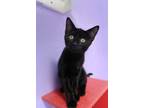 Adopt Cyborg a All Black Domestic Shorthair / Domestic Shorthair / Mixed cat in