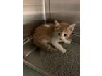 Adopt Orion a Orange or Red Domestic Shorthair / Domestic Shorthair / Mixed cat