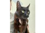 Adopt Mother Jade a All Black Domestic Shorthair / Domestic Shorthair / Mixed