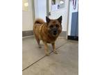 Adopt STRAY-5011-02 a Red/Golden/Orange/Chestnut Mixed Breed (Large) / Mixed dog