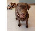 Adopt Bella a Brown/Chocolate Labrador Retriever / Mixed dog in Winchester