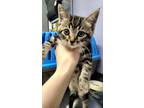 Adopt Regirock a Tan or Fawn Domestic Shorthair / Domestic Shorthair / Mixed cat