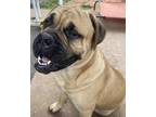 Adopt Big a Tan/Yellow/Fawn Bullmastiff / Mixed dog in Bainbridge, PA (41444057)