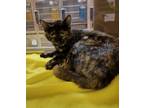 Adopt Monty 41333 a Domestic Shorthair / Mixed cat in Pocatello, ID (41431223)