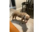 Adopt Canela a Brown/Chocolate - with White American Pit Bull Terrier / Mixed