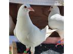 Adopt Flapjack a White Pigeon bird in Burlingame, CA (41376272)