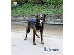 Adopt Batman a Black Labrador Retriever / Mixed dog in Newport, KY (40818338)