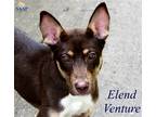 Adopt Elend Venture a Brown/Chocolate Australian Kelpie / Mixed dog in Newport