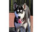 Adopt Silver a Siberian Husky / Mixed dog in Matawan, NJ (41444063)