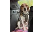 Adopt Bruno a Tricolor (Tan/Brown & Black & White) Beagle / Mixed dog in
