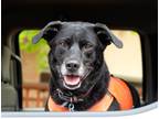 Adopt Lulu - sweet Lab a Black - with White Labrador Retriever / Mixed dog in