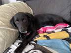Adopt Bentley a Black Labrador Retriever / Mixed Breed (Medium) / Mixed dog in