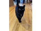 Adopt Buffy a All Black Domestic Mediumhair / Mixed (medium coat) cat in Fenton