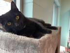 Adopt Spartacus a Domestic Shorthair / Mixed cat in Penticton, BC (41372985)