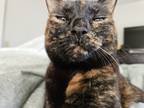 Adopt Mercury a Tortoiseshell American Shorthair / Mixed (short coat) cat in