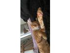 Adopt KOZI a Orange or Red Tabby American Shorthair / Mixed (short coat) cat in