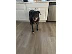 Adopt Buster a Black - with White Labrador Retriever / Mixed dog in Las Vegas