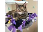 Adopt Eva -- Bonded Buddy With Jessie a Domestic Shorthair / Mixed cat in Des