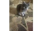 Adopt Maven a Gray or Blue (Mostly) Chartreux / Mixed (medium coat) cat in