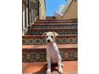 Adopt Kyllah a Mixed Breed (Medium) / Mixed dog in Thousand Oaks, CA (41443354)