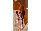 Adopt Jax a Tan/Yellow/Fawn - with White Jack Russell Terrier / Basset Hound /