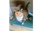 Adopt Jazzy a Domestic Shorthair / Mixed cat in Nelson, BC (41421431)