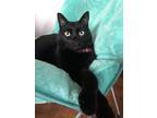 Adopt Leo a All Black Bombay / Mixed (short coat) cat in Torrington