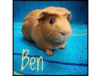 Adopt Ben a Guinea Pig small animal in Kelowna, BC (41443927)