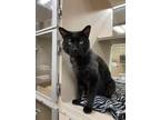 Adopt Jobie a Domestic Shorthair / Mixed cat in Lincoln, NE (41440875)