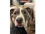 Adopt Penny a White - with Gray or Silver American Pit Bull Terrier / Mixed dog