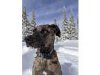 Adopt Mixer a Brindle - with White Catahoula Leopard Dog / Australian Cattle Dog