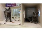 Adopt Coco Puff & Freya (Perfect Pair) a Domestic Mediumhair / Mixed cat in