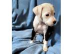 Adopt Basket Pup Ariel a Black - with White Labrador Retriever / Mixed dog in