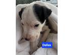 Adopt Orphan 4 Dallas a White - with Black Labrador Retriever / Mixed dog in