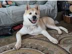 Adopt Mimi a Akita / Mixed dog in Silver Spring, MD (39607378)