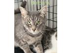 Adopt Burbank a Gray, Blue or Silver Tabby Domestic Shorthair (short coat) cat