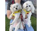 Adopt Allie and Lucy a White Maltipoo / Mixed dog in Los Angeles, CA (41443851)