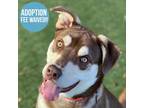 Adopt Nova a Brindle Alaskan Klee Kai / Rottweiler / Mixed (short coat) dog in