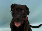 Adopt Ferdinand a Brown/Chocolate American Pit Bull Terrier / Labrador Retriever