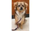 Adopt Rigby a Brown/Chocolate Papillon / Pomeranian / Mixed (long coat) dog in