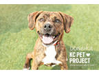 Adopt Donahue a Brown/Chocolate Mixed Breed (Medium) / Mixed dog in Kansas City