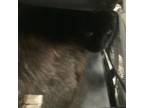 Adopt 55801796 a All Black Domestic Shorthair / Domestic Shorthair / Mixed cat