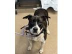 Adopt Chloe a White Mixed Breed (Large) / Mixed dog in Chamblee, GA (41443895)