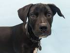 Adopt Nathan a Black Retriever (Unknown Type) / Black Mouth Cur / Mixed dog in